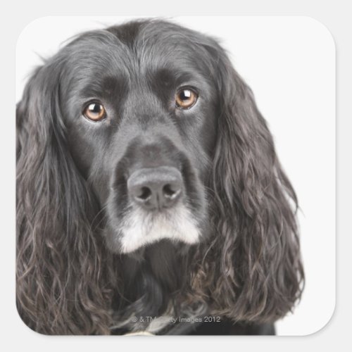 Studio portrait of cocker spaniel square sticker