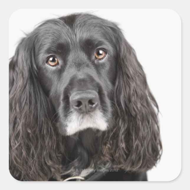 Studio portrait of cocker spaniel square sticker (Front)