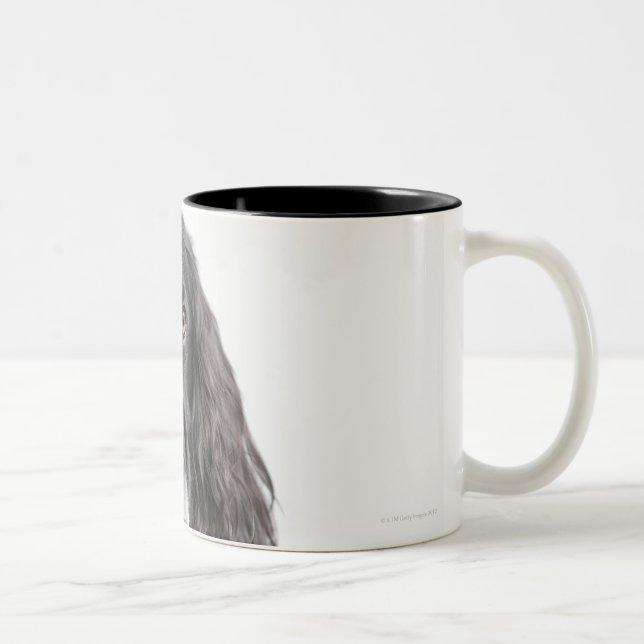 Studio portrait of cocker spaniel Two-Tone coffee mug (Right)