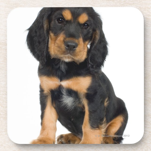 Studio portrait of Rottweiler puppy Coaster (Front)