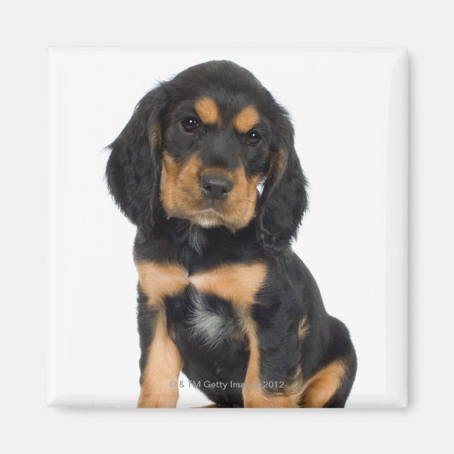 Studio portrait of Rottweiler puppy Magnet (Front)