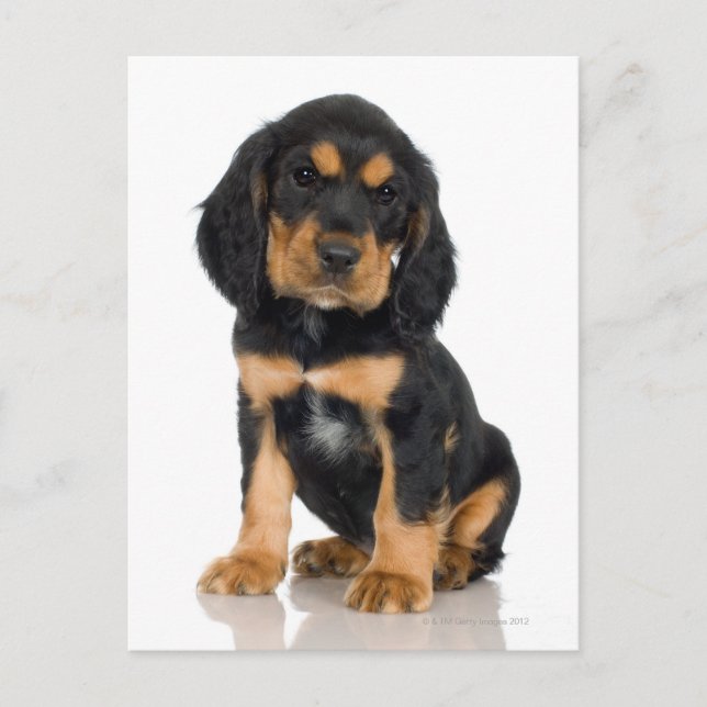 Studio portrait of Rottweiler puppy Postcard (Front)