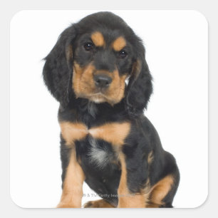 Studio portrait of Rottweiler puppy Square Sticker