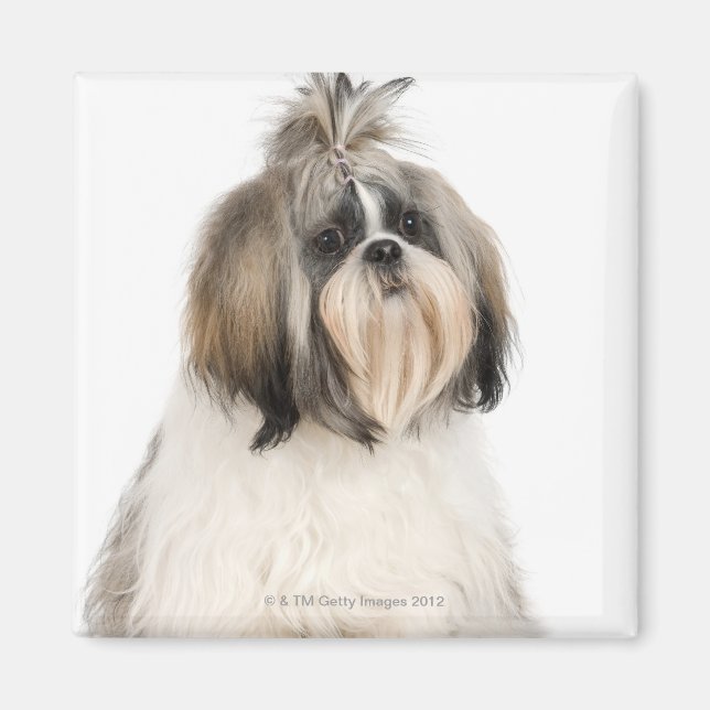 Studio portrait of Shih Tzu Magnet (Front)