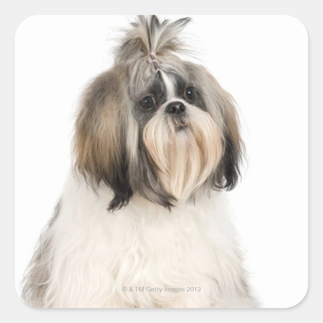 Studio portrait of Shih Tzu Square Sticker (Front)