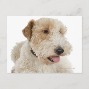 Studio portrait of Wheaten terrier puppy Postcard