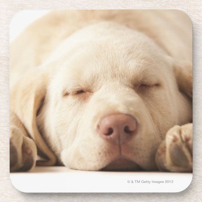 Studio portrait of Yellow Labrador Retriever Beverage Coaster (Front)