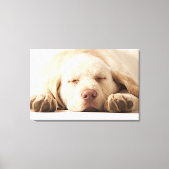 Studio portrait of Yellow Labrador Retriever Canvas Print (Front)