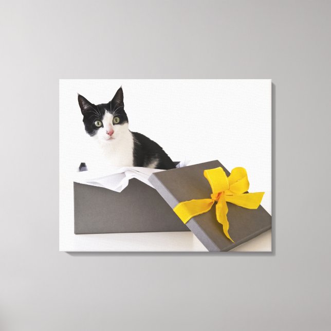 Studio shot of black and white cat in gift box canvas print (Front)