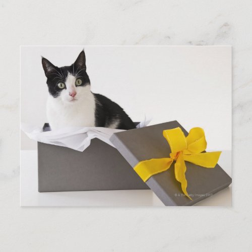 Studio shot of black and white cat in gift box postcard