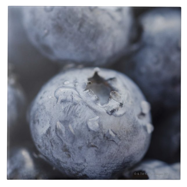 Studio shot of blueberries 2 tile (Front)