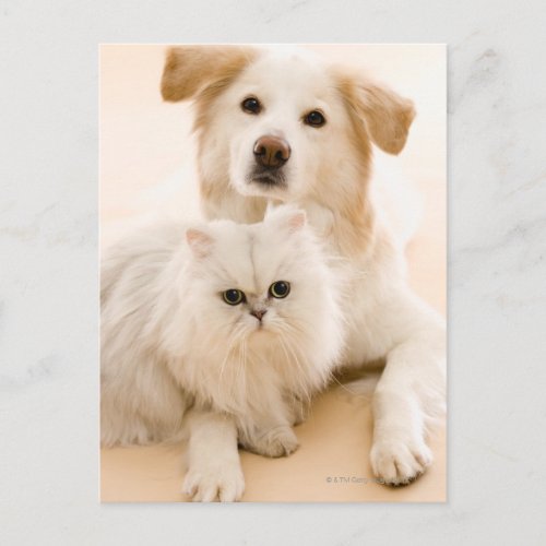 Studio shot of cat and dog postcard