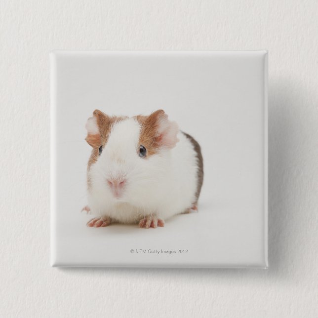 Studio shot of Guinea Pig Button (Front)