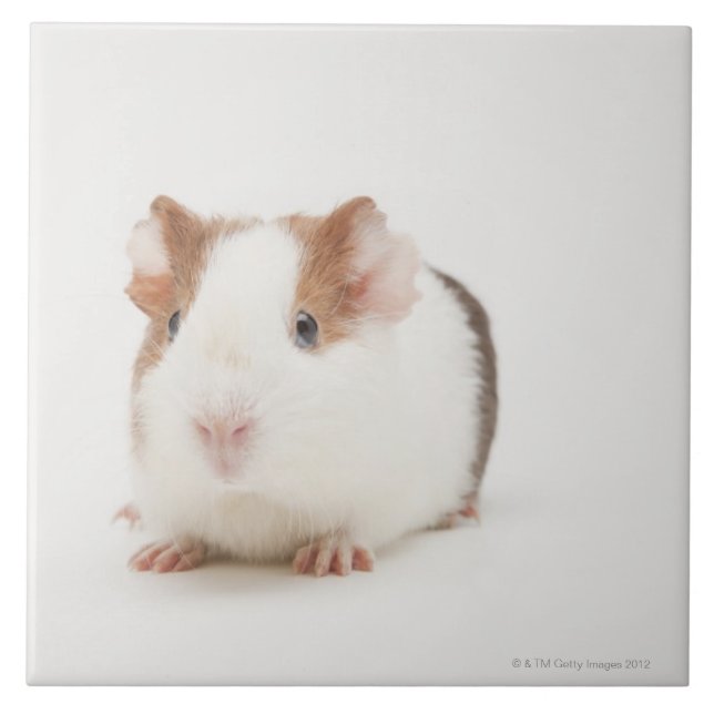 Studio shot of Guinea Pig Ceramic Tile (Front)