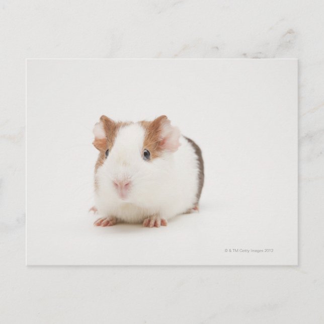 Studio shot of Guinea Pig Postcard (Front)