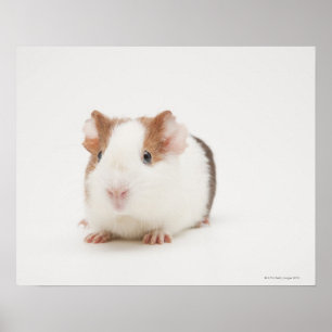 Studio shot of Guinea Pig Poster