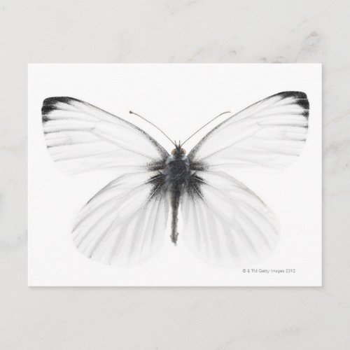 Studio shot of sharp_veined white butterfly postcard