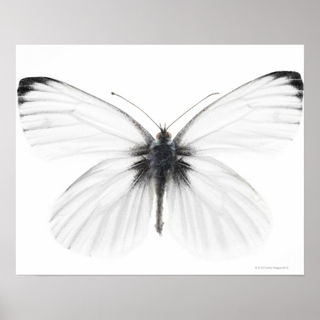 Studio shot of sharp-veined white butterfly poster (Front)