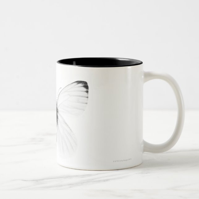 Studio shot of sharp-veined white butterfly Two-Tone coffee mug (Right)