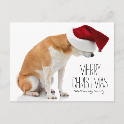 Studio shot of Shiba Inu dog wearing Santa hat Holiday Postcard
