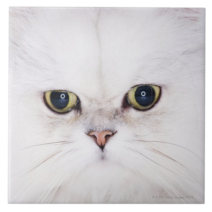 Studio shot of white Persian cat Ceramic Tile
