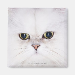 Studio shot of white Persian cat Magnet