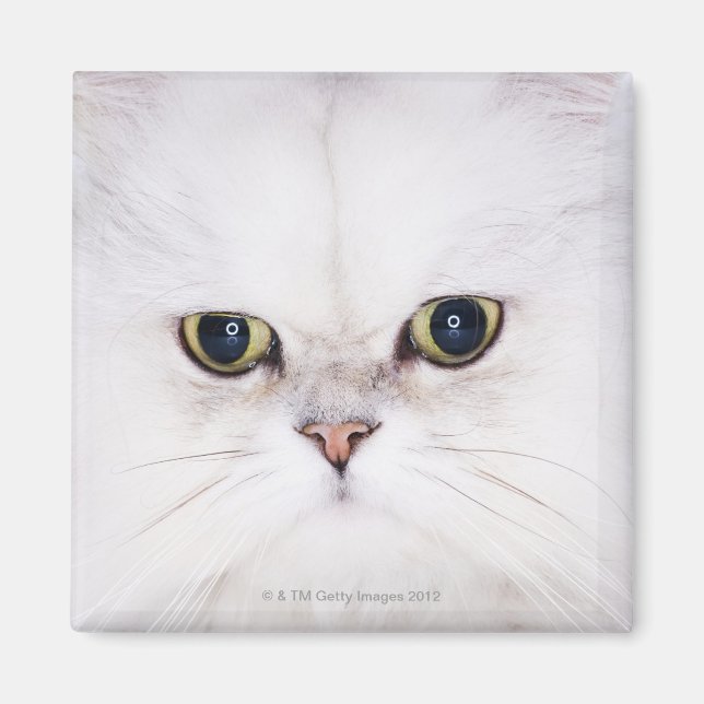 Studio shot of white Persian cat Magnet (Front)