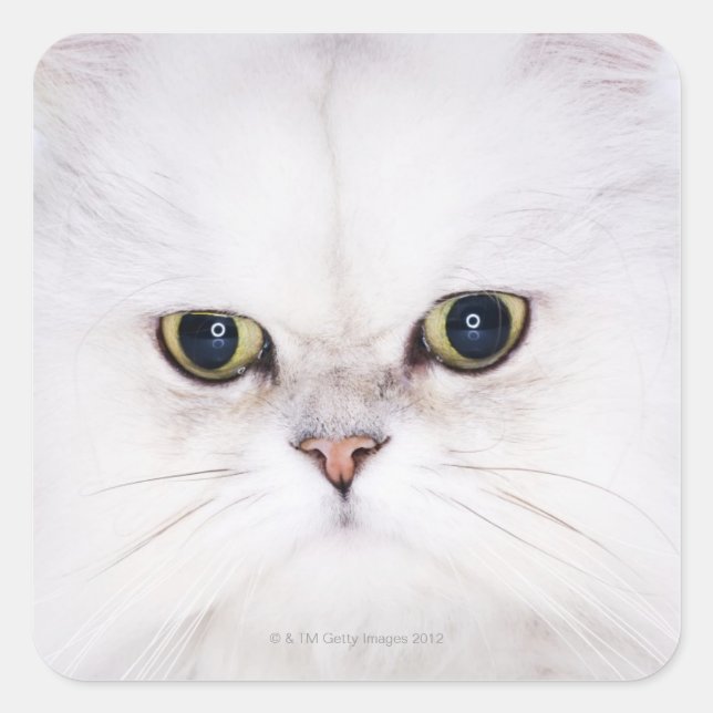 Studio shot of white Persian cat Square Sticker (Front)
