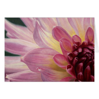 "Study in Pink" Cards