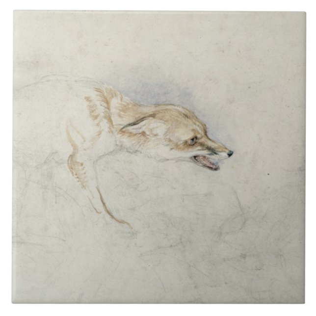 Study of a crouching Fox, facing right verso: fain Ceramic Tile (Front)
