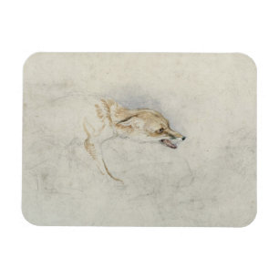 Study of a crouching Fox, facing right verso: fain Magnet