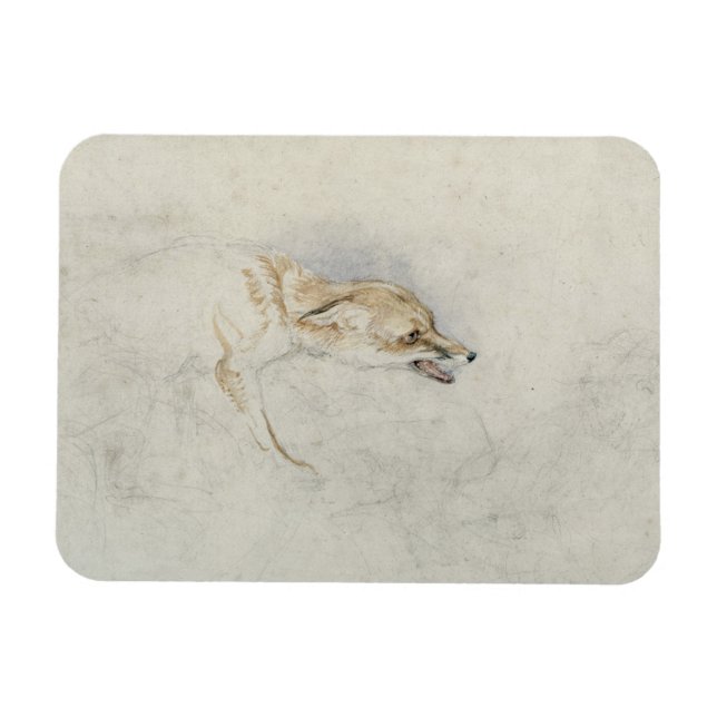 Study of a crouching Fox, facing right verso: fain Magnet (Horizontal)