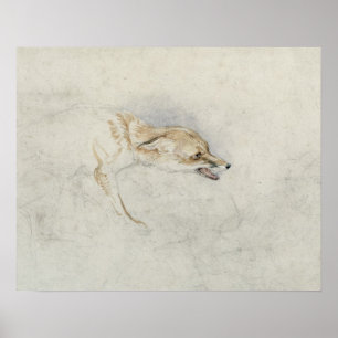Study of a crouching Fox, facing right verso: fain Poster