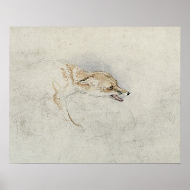 Study of a crouching Fox, facing right verso: fain Poster (Front)