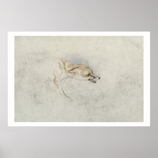 Study of a crouching Fox, facing right verso: fain Poster (Front)