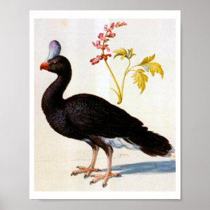 Study of a Helmeted Curassow, Arcimboldo Poster