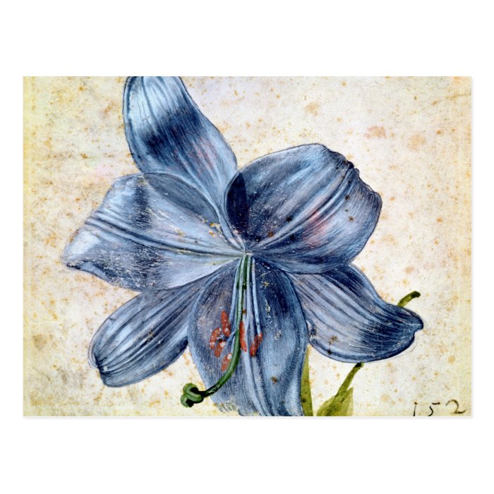 Study of a lily, 1526 postcards