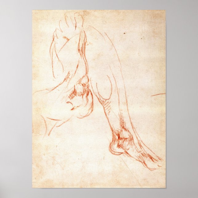 Study of a lower leg and foot poster (Front)