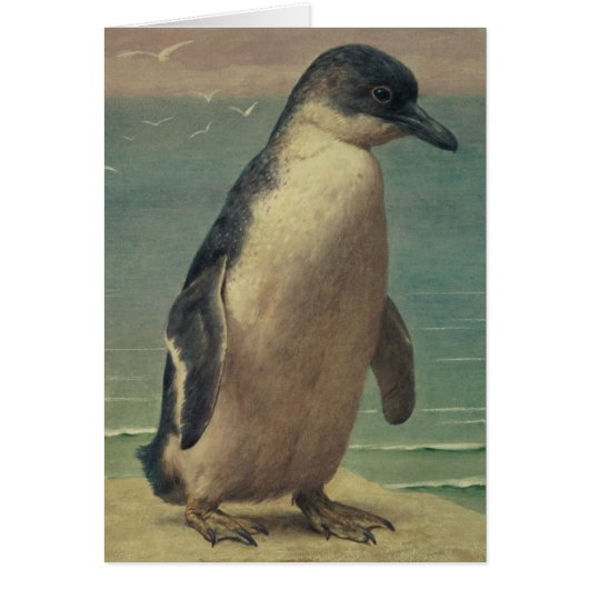 Study of a Penguin Cards (Front)