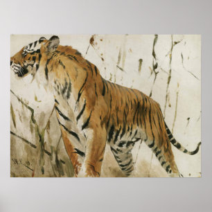 Study Of A Tiger by Wilhelm Kuhnert Poster