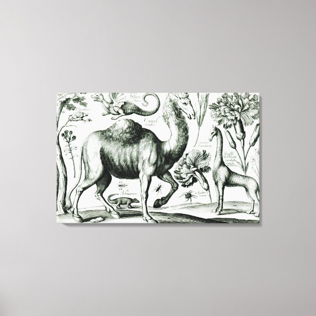 Study of Animals and Flowers, engraved Canvas Print (Front)
