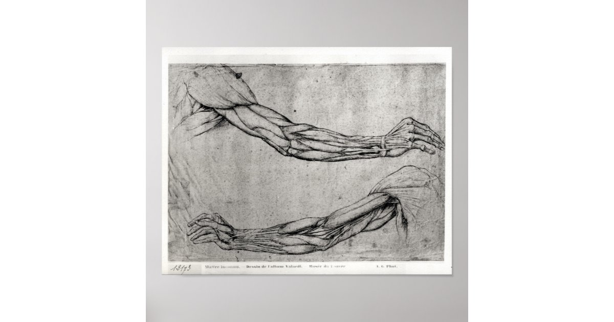 Study of Arms Poster Zazzle