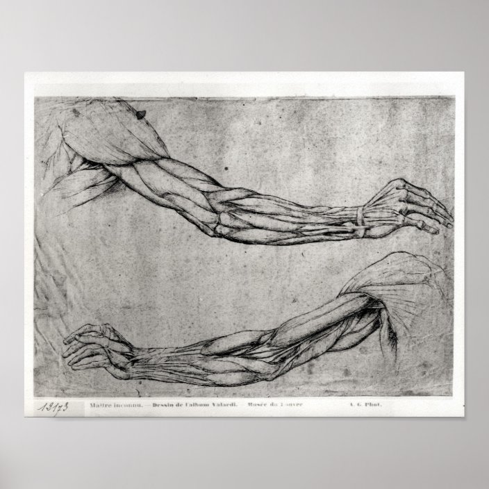 Study of Arms Poster