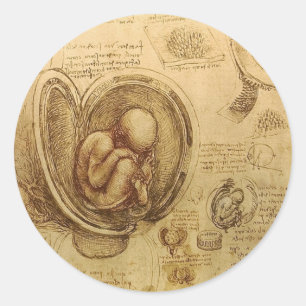 Study of baby fetus by Leonardo da Vinci Classic Round Sticker