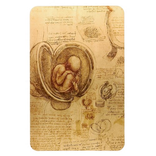 Study of baby fetus by Leonardo da Vinci Magnet