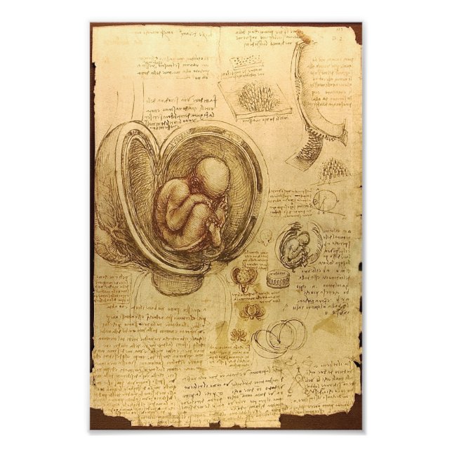 Study of baby fetus by Leonardo da Vinci Photo Print (Front)
