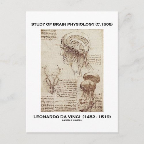 Study Of Brain Physiology Leonardo da Vinci 1508 Postcard