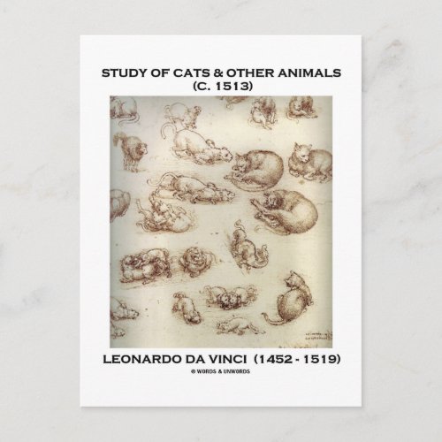 Study Of Cats & Other Animals (Leonardo da Vinci) Postcard
