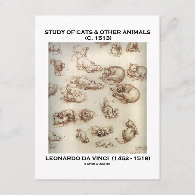 Study Of Cats & Other Animals (Leonardo da Vinci) Postcard (Front)