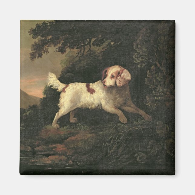 Study of Clumber Spaniel Magnet (Front)